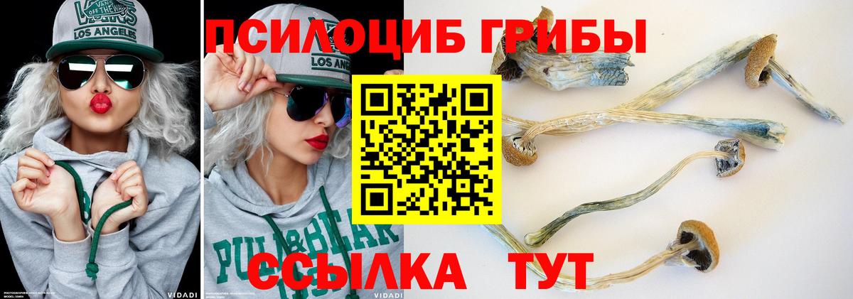 Тында  Псилоцибиновые грибы прущие грибы  Вход с VPN  Псилоцибиновые грибы Cubensis 